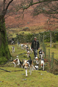 Blencathra Foxhounds images by Betty Fold Gallery